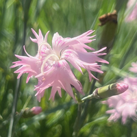 Dianthus tianshanicus (kuschakewiczii)
